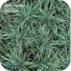 Koeleria glauca